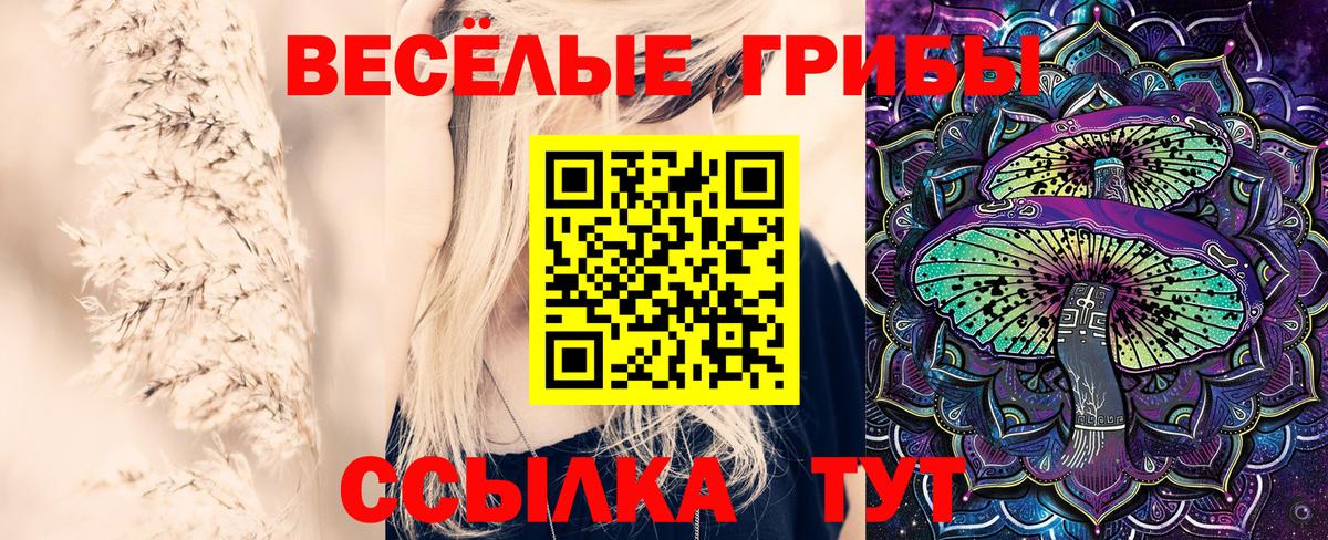 Галлюциногенные грибы Psilocybe Апатиты